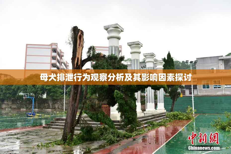 母犬排泄行为观察分析及其影响因素探讨