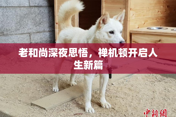 老和尚深夜思悟，禅机顿开启人生新篇