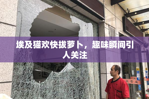 埃及猫欢快拔萝卜，趣味瞬间引人关注