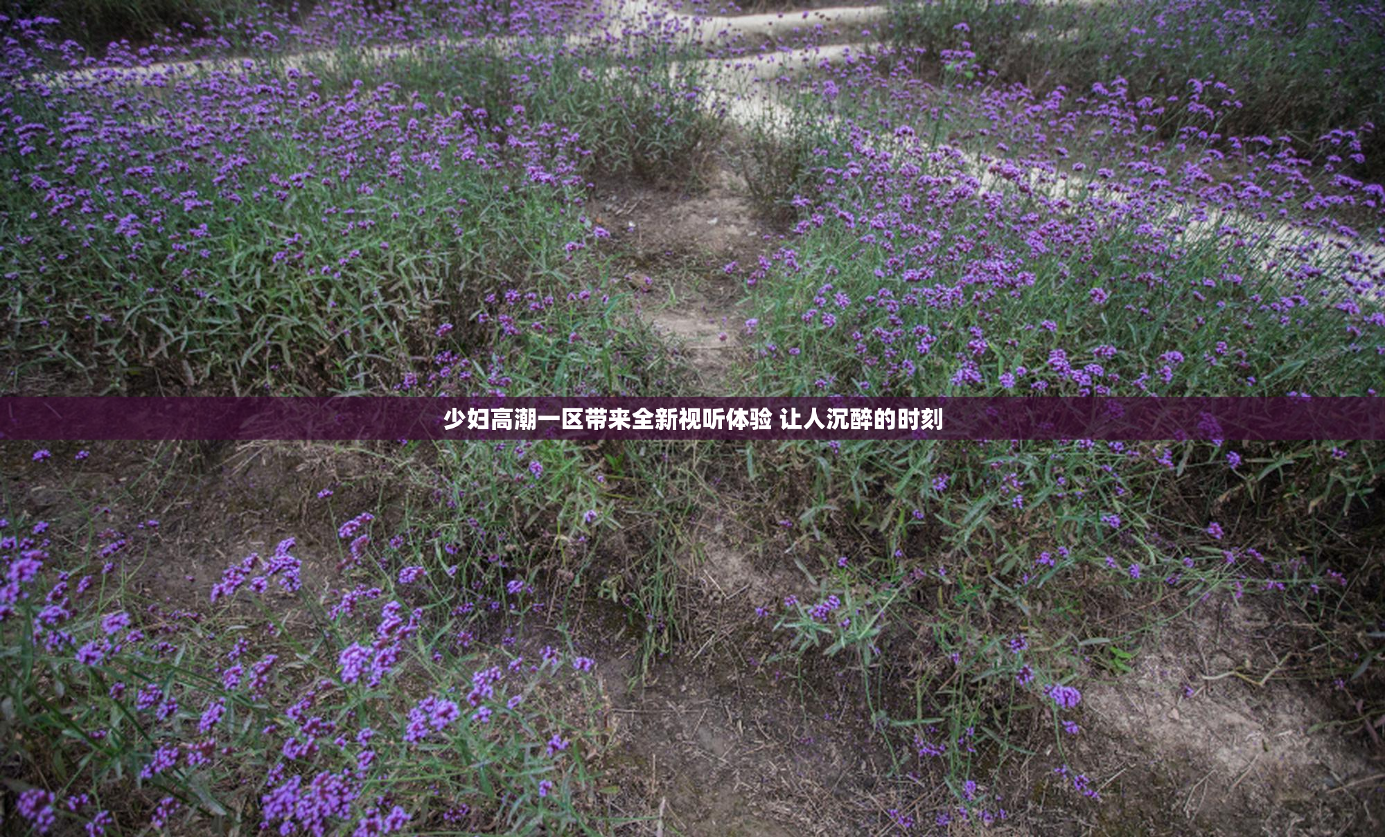 少妇高潮一区带来全新视听体验 让人沉醉的时刻