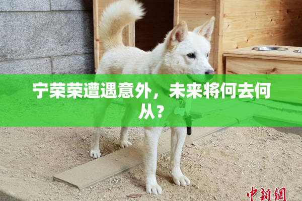 宁荣荣遭遇意外，未来将何去何从？