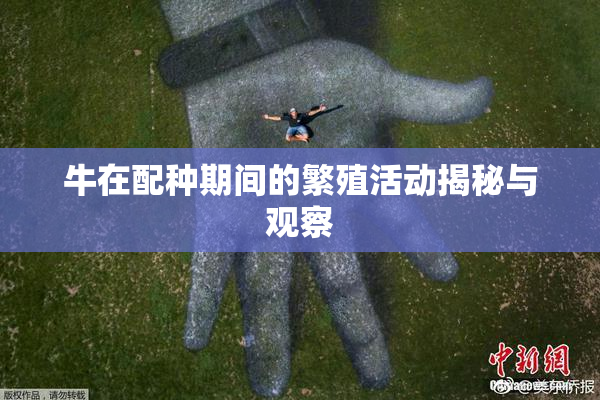 牛在配种期间的繁殖活动揭秘与观察