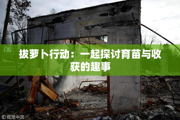 拔萝卜行动：一起探讨育苗与收获的趣事