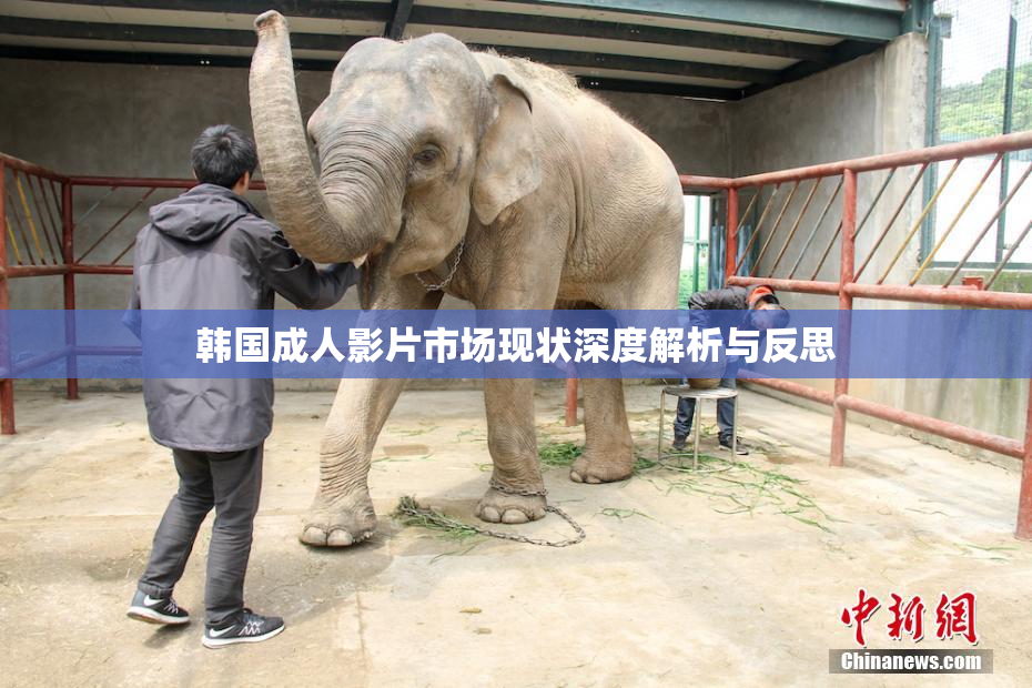 韩国成人影片市场现状深度解析与反思