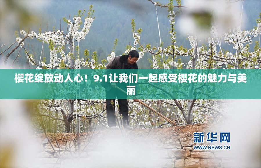 樱花绽放动人心！9.1让我们一起感受樱花的魅力与美丽