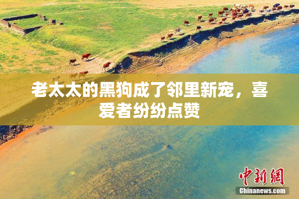 老太太的黑狗成了邻里新宠，喜爱者纷纷点赞