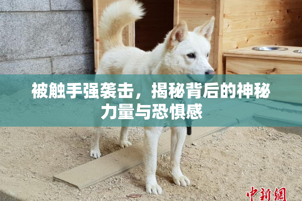 被触手强袭击，揭秘背后的神秘力量与恐惧感