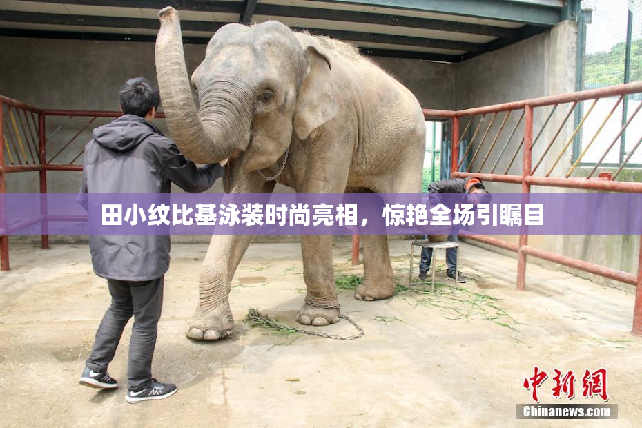 田小纹比基泳装时尚亮相，惊艳全场引瞩目