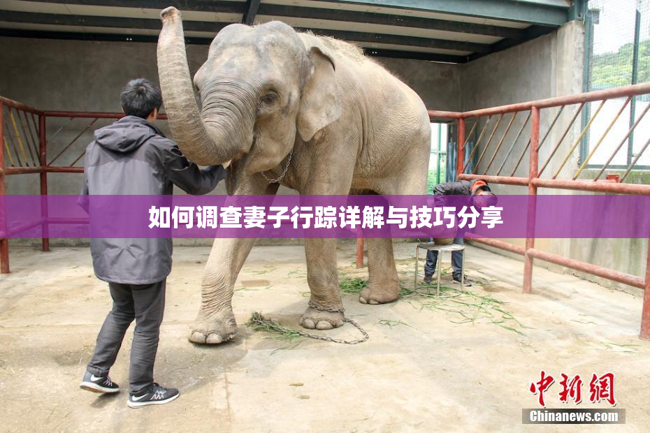 如何调查妻子行踪详解与技巧分享