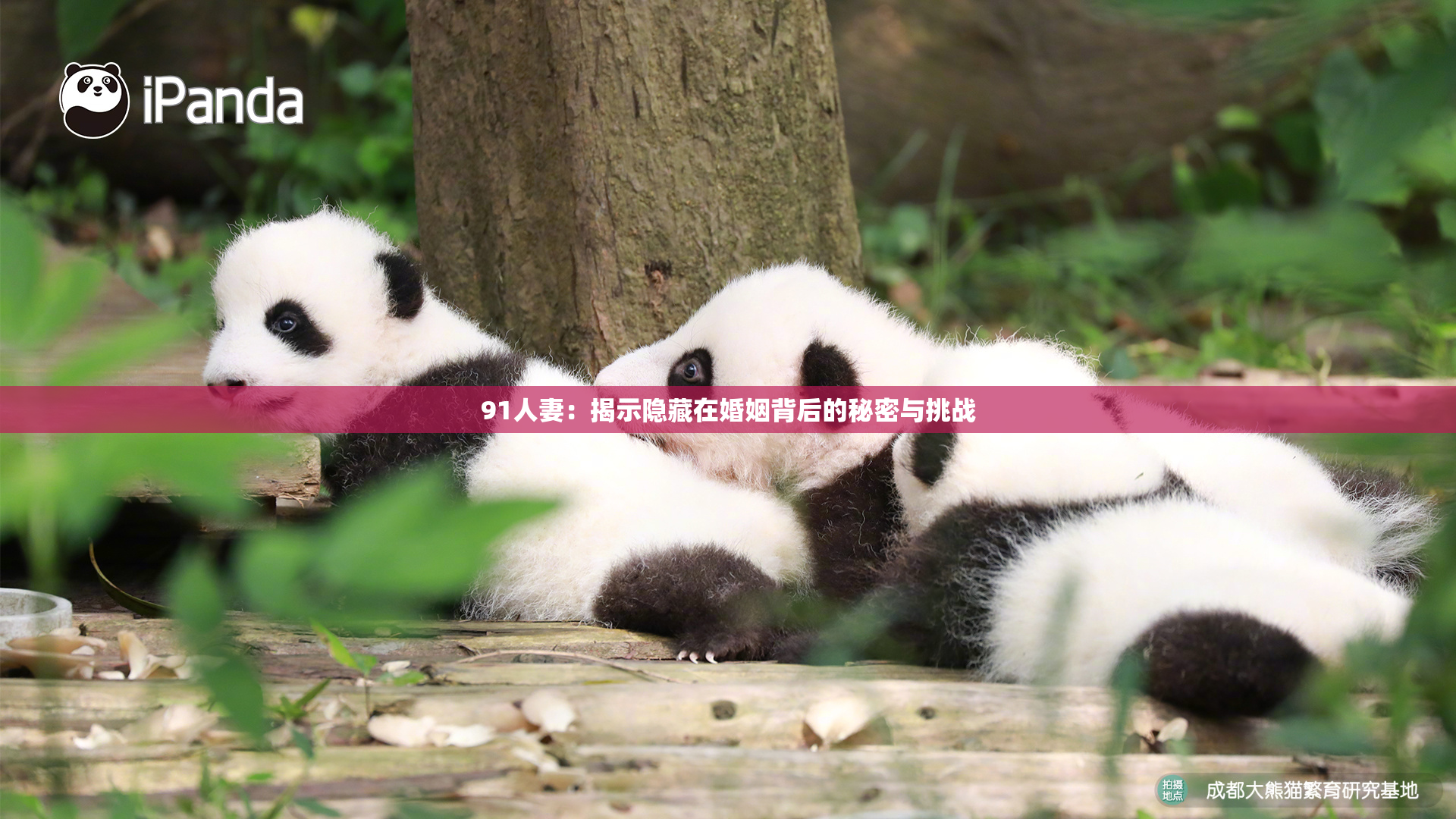 91人妻：揭示隐藏在婚姻背后的秘密与挑战
