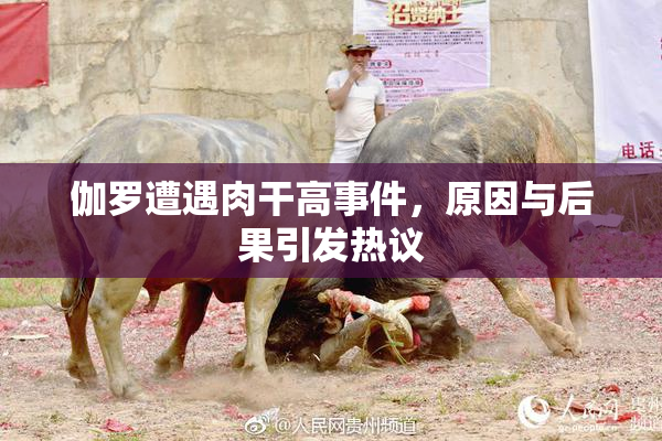 伽罗遭遇肉干高事件，原因与后果引发热议