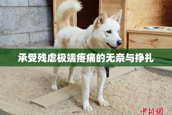 承受残虐极端疼痛的无奈与挣扎