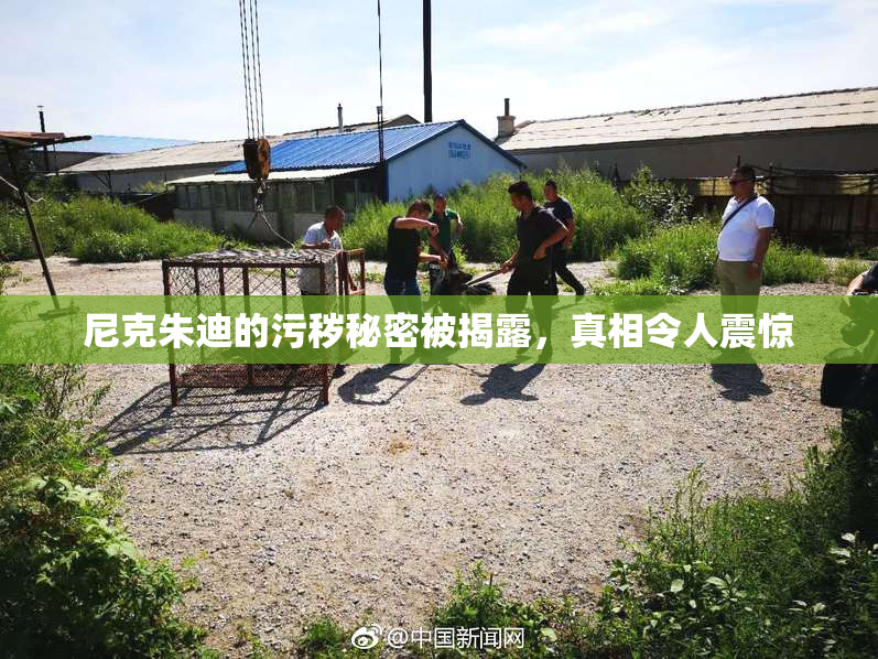 尼克朱迪的污秽秘密被揭露，真相令人震惊
