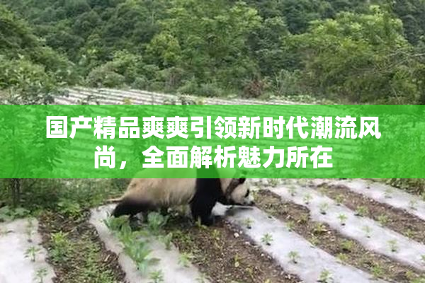 国产精品爽爽引领新时代潮流风尚，全面解析魅力所在