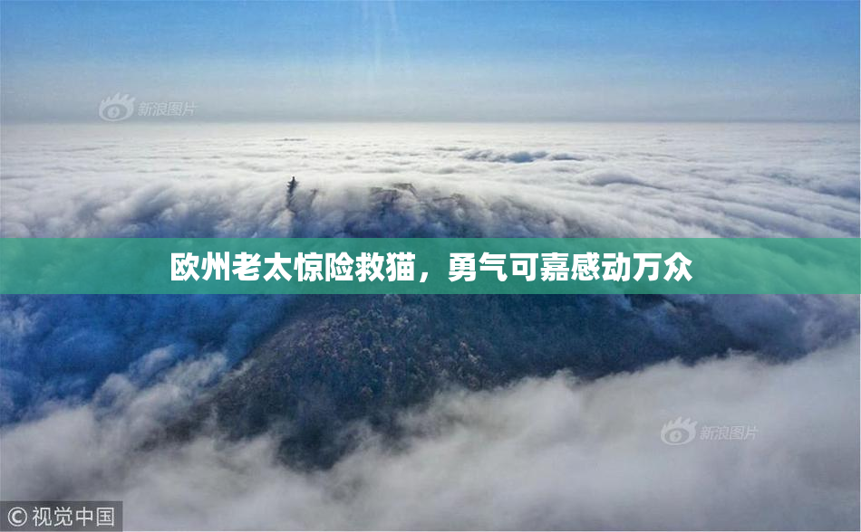 欧州老太惊险救猫，勇气可嘉感动万众