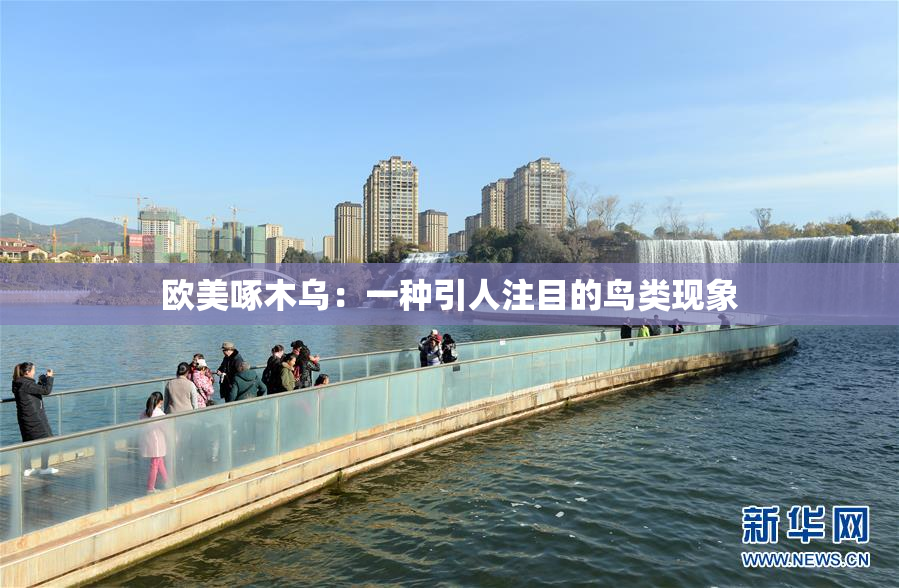 欧美啄木乌：一种引人注目的鸟类现象