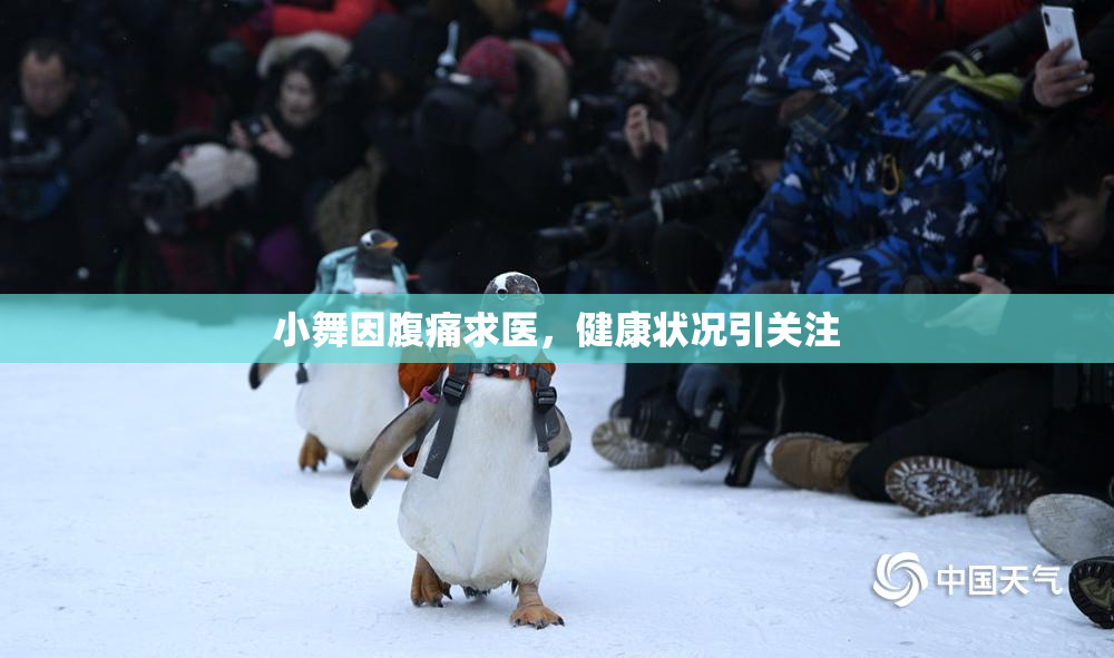小舞因腹痛求医，健康状况引关注