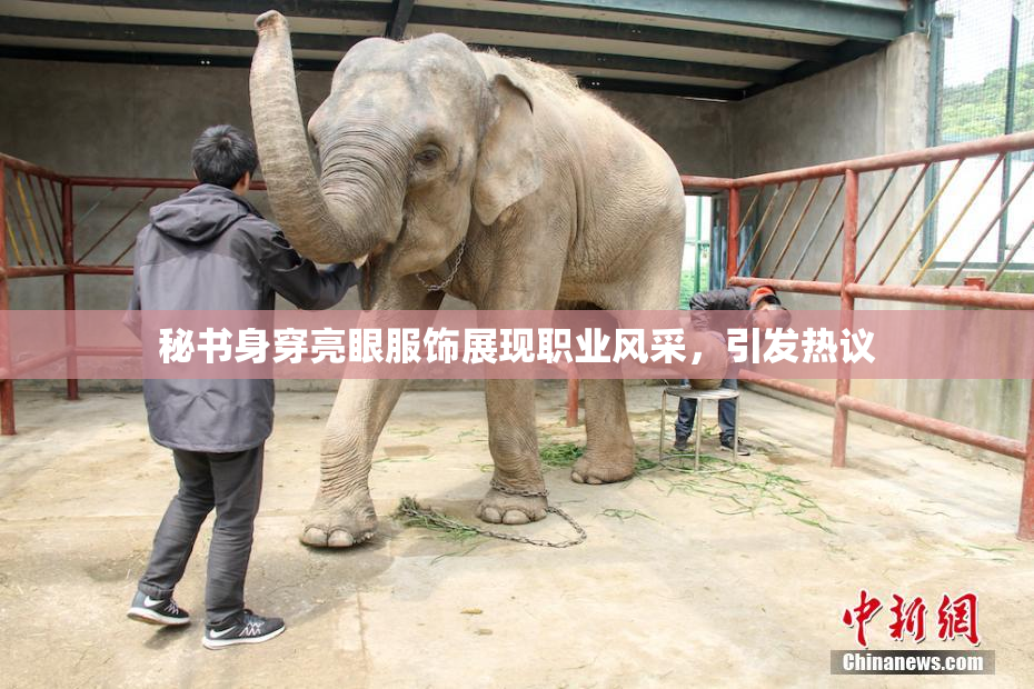 秘书身穿亮眼服饰展现职业风采，引发热议