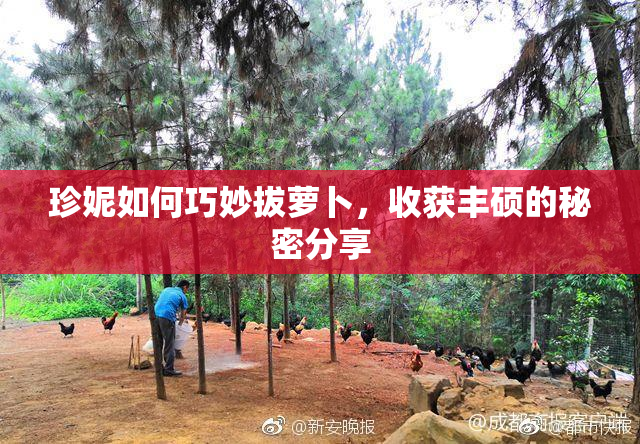 珍妮如何巧妙拔萝卜，收获丰硕的秘密分享