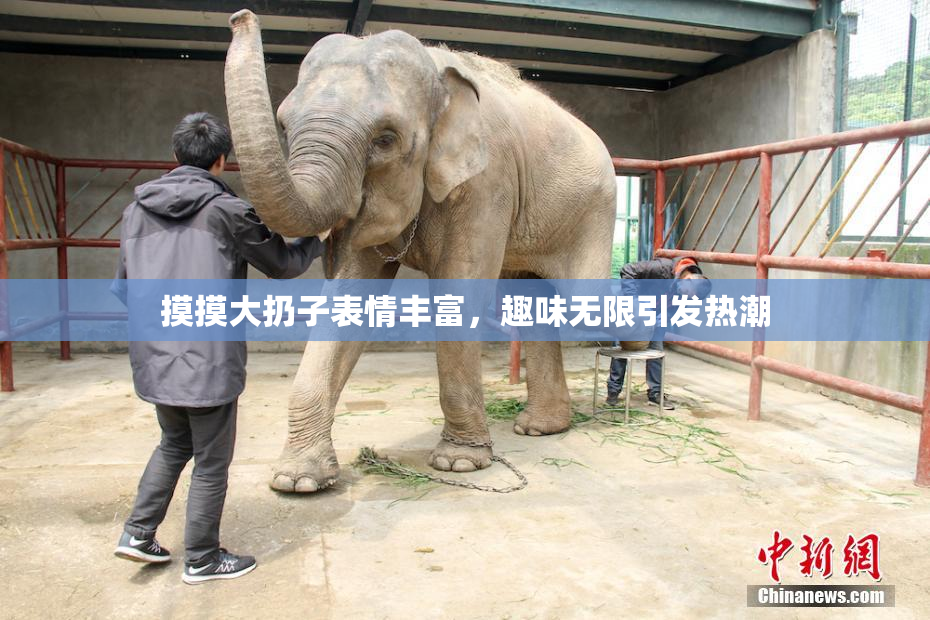 摸摸大扔子表情丰富，趣味无限引发热潮