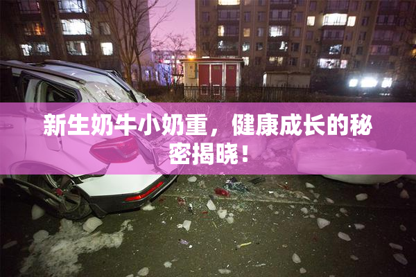 新生奶牛小奶重，健康成长的秘密揭晓！