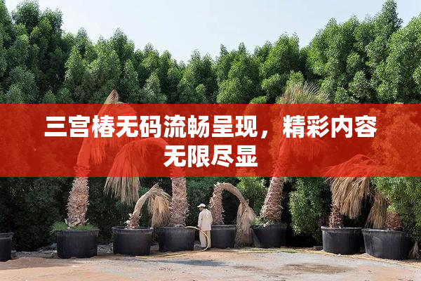 三宫椿无码流畅呈现，精彩内容无限尽显