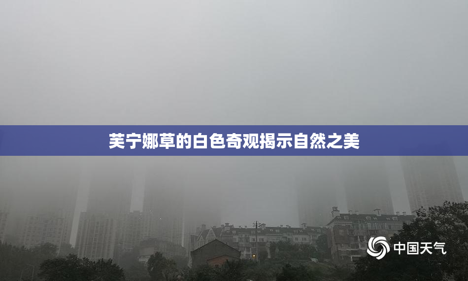芙宁娜草的白色奇观揭示自然之美