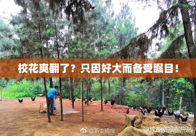 校花爽翻了？只因好大而备受瞩目！