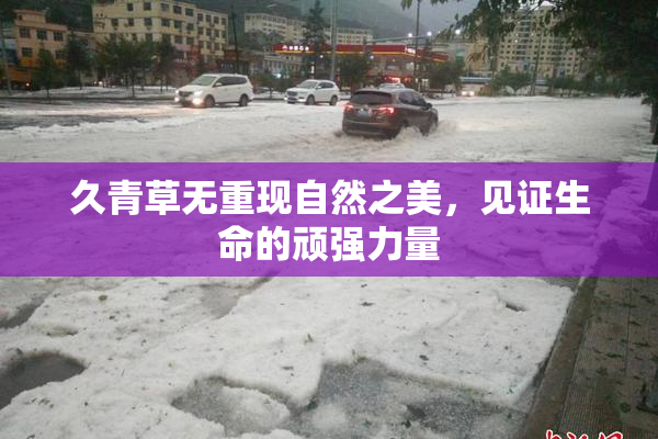 久青草无重现自然之美，见证生命的顽强力量