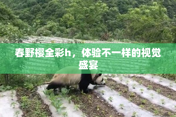 春野樱全彩h，体验不一样的视觉盛宴