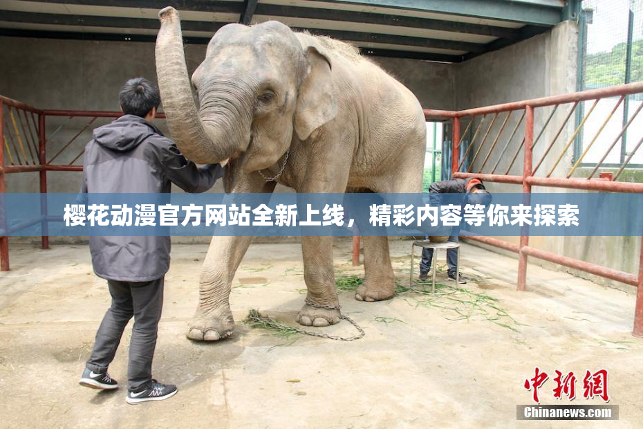 樱花动漫官方网站全新上线，精彩内容等你来探索