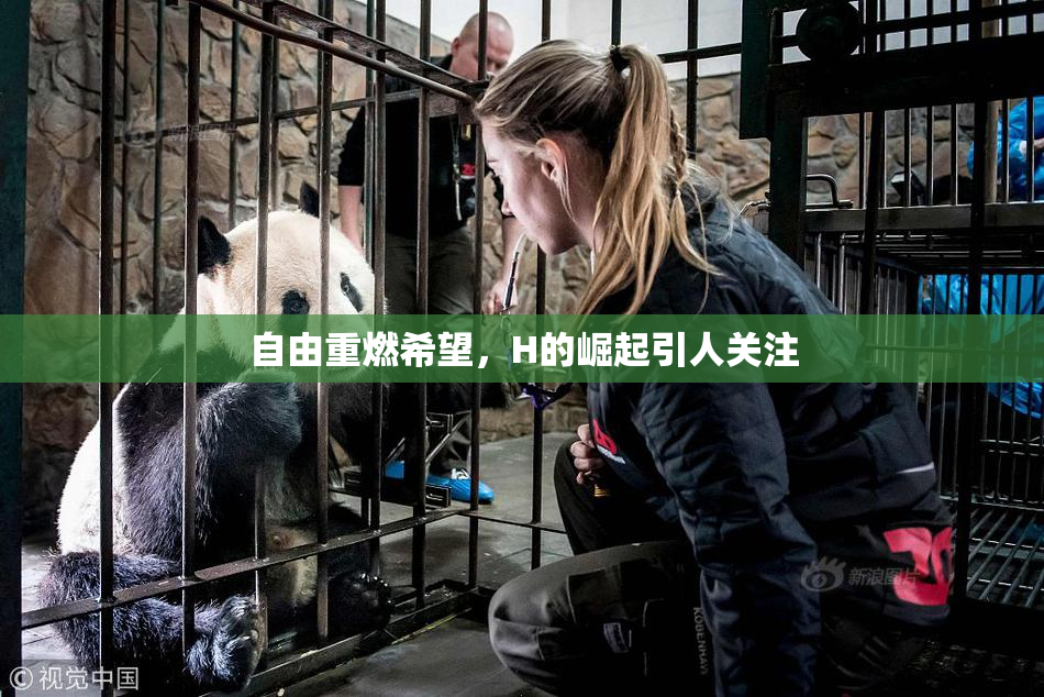 自由重燃希望，H的崛起引人关注