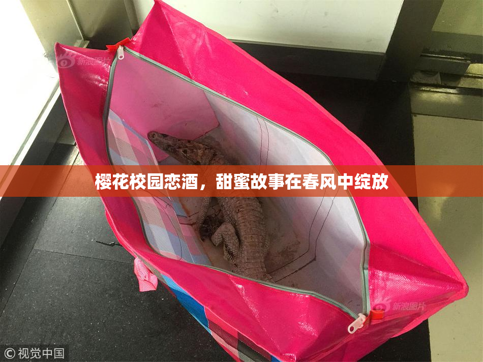 樱花校园恋酒，甜蜜故事在春风中绽放