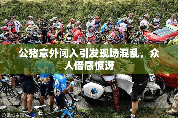 公猪意外闯入引发现场混乱，众人倍感惊讶