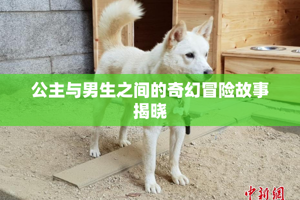 公主与男生之间的奇幻冒险故事揭晓