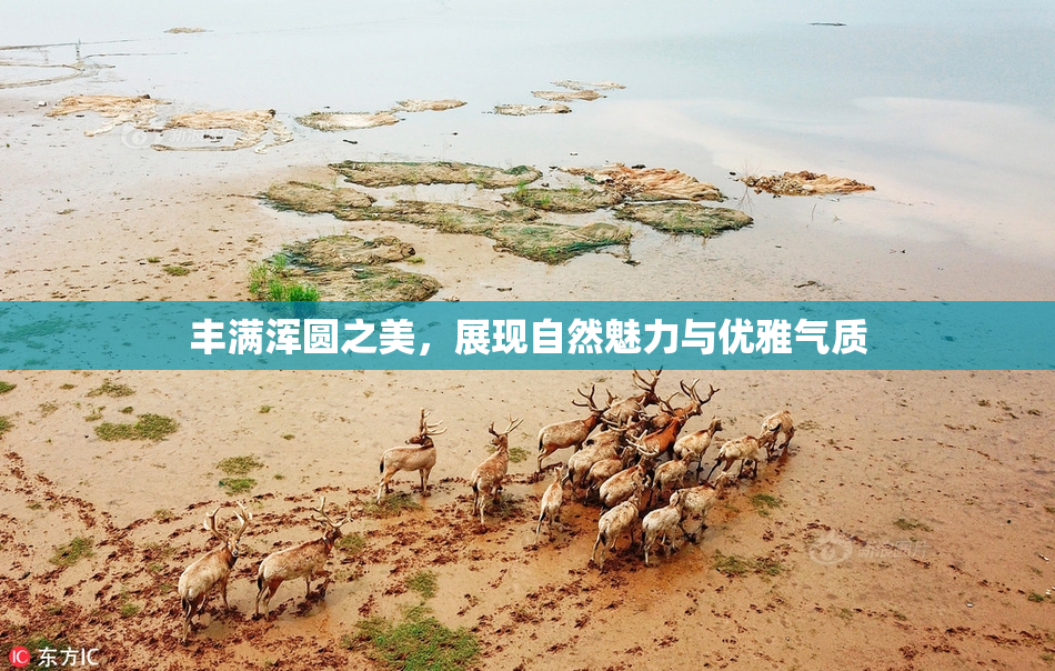 丰满浑圆之美，展现自然魅力与优雅气质