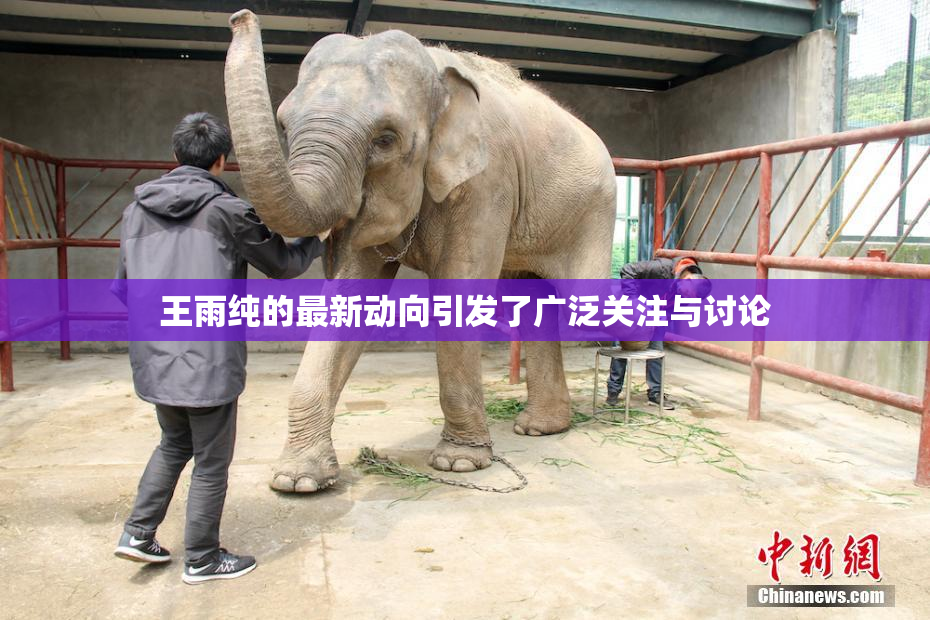 王雨纯的最新动向引发了广泛关注与讨论