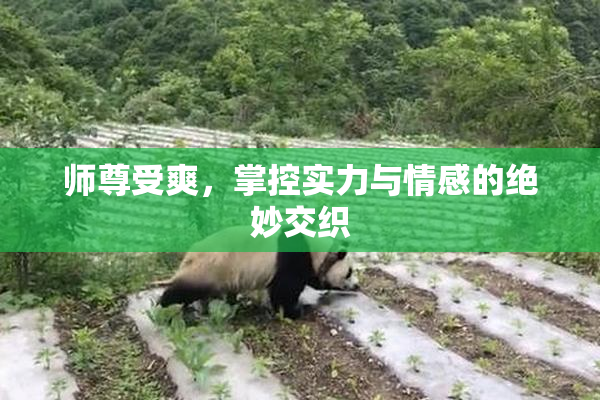 师尊受爽，掌控实力与情感的绝妙交织