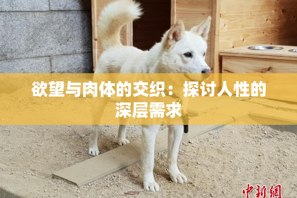 欲望与肉体的交织：探讨人性的深层需求