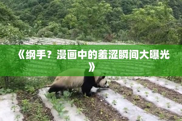 《纲手？漫画中的羞涩瞬间大曝光》