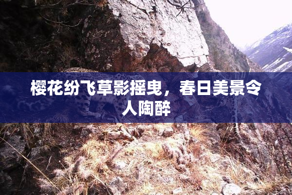 樱花纷飞草影摇曳，春日美景令人陶醉