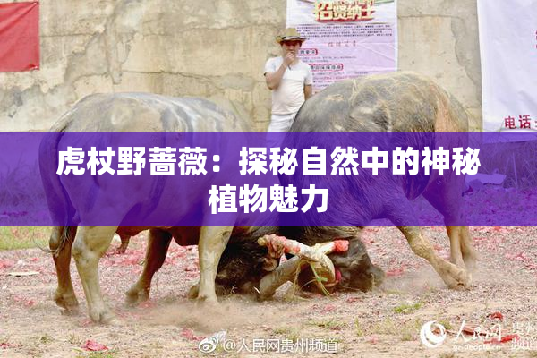 虎杖野蔷薇：探秘自然中的神秘植物魅力