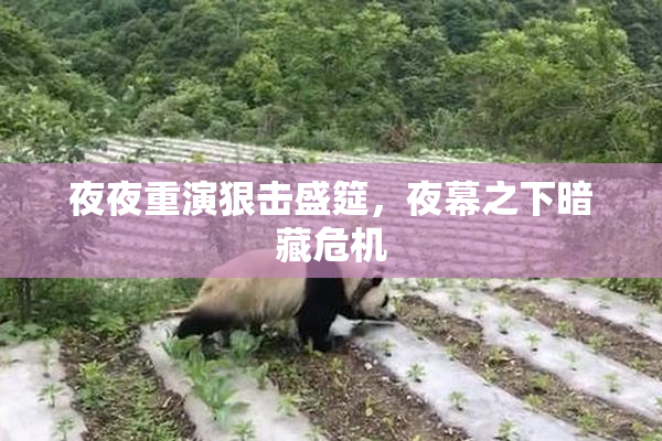 夜夜重演狠击盛筵，夜幕之下暗藏危机