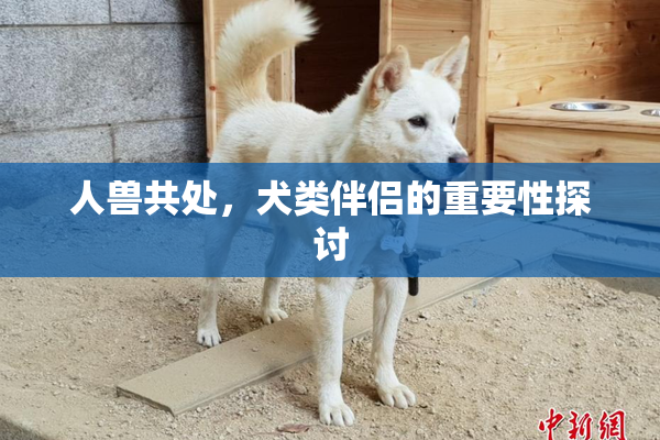 人兽共处，犬类伴侣的重要性探讨
