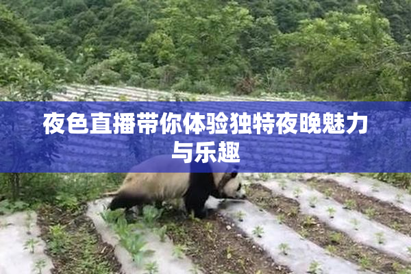 夜色直播带你体验独特夜晚魅力与乐趣