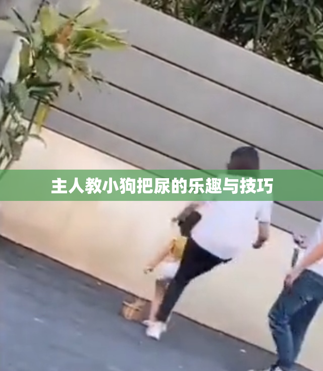 主人教小狗把尿的乐趣与技巧
