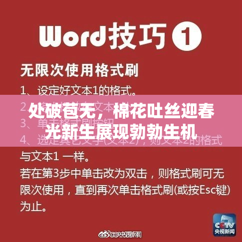 处破苞无，棉花吐丝迎春光新生展现勃勃生机