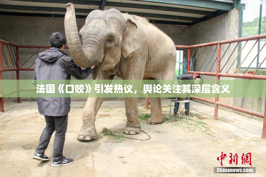 法国《口咬》引发热议，舆论关注其深层含义