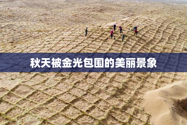 秋天被金光包围的美丽景象