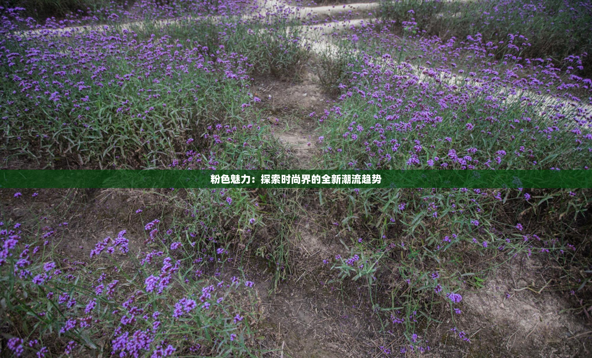 粉色魅力：探索时尚界的全新潮流趋势